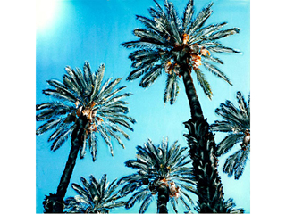 Date Palms by Marcia Duff