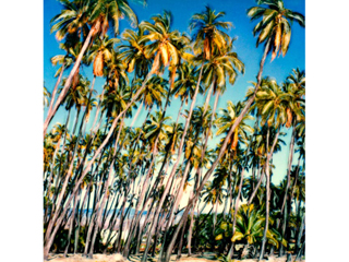 Palm Grove by Marcia Duff