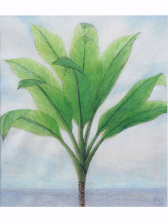 Green Ti by the Sea by Mari Kuramochi