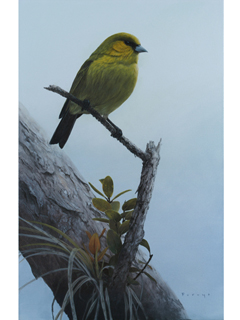 The 'Akeke'e by Michael Furuya
