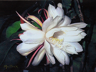 Night Blooming Cereus, 