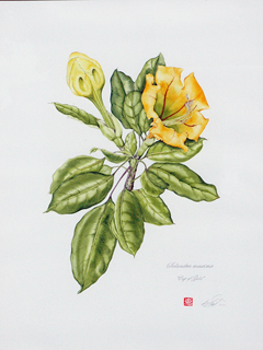 Solandra Maxima, 
