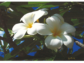 Plumeria by Lawrence Muttick