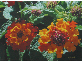 Hawaii Lantana by Lawrence Muttick