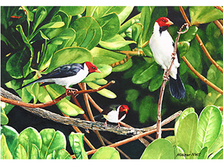 Tropical Trio by Marilyn Wear