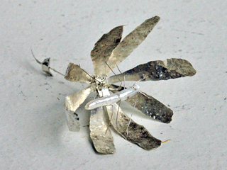 Flower & Insects by Sanit Khewhok (View 2)