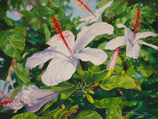 White Hibiscus by Tom Tomita