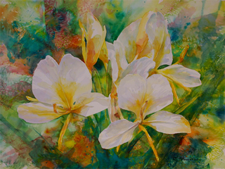 White Ginger by Tom Tomita