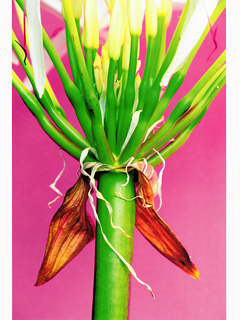 Nip not the gaudy blossoms, #1 by Linny Morris