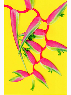 Nip not the gaudy blossoms, #3 by Linny Morris