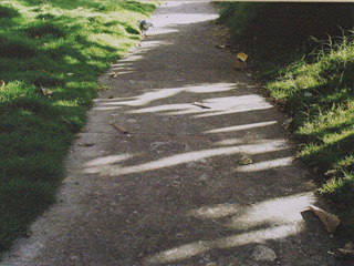 Lawnboat Historical Society Edging Awards 2011: Edge determined to need the most improvement. by Dorothy Faison