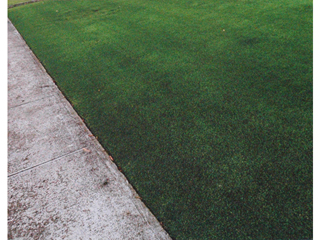 Lawnboat Historical Society Edging Awards 2011:  Smoothest Edge by Dorothy Faison