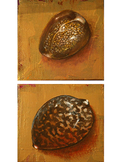 Cowrie Shells by Sandra Blazel