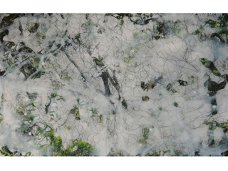 Wao Akua (Overstory) by Sally Lundburg