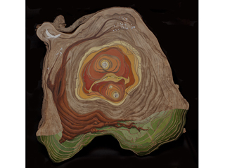 Tree of Plenty by Rob  De Loach