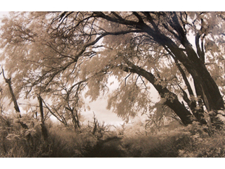 Road to Ka'ana by Joan  Cooke