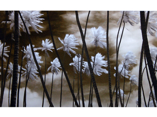 Palm Grove in Infrared by Joan  Cooke