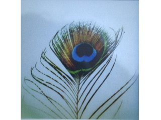 Peacock by Gigi Manawis