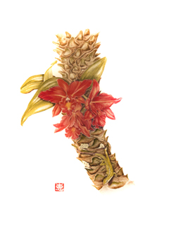Red Cattleya by Kaye Hurtt