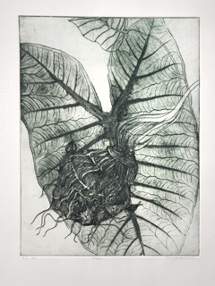Kalo  ev 3/15 by Ann Kondo Corum
