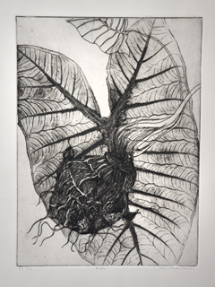 Kalo  ev 4/15 by Ann Kondo Corum