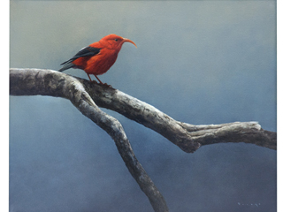 I'iwi on Branch by Michael Furuya