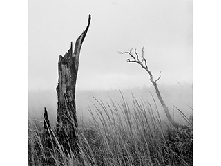 Ohi'a Stump, Grasses & Steam - Volcano B.I. 1980 by Franco Salmoiraghi