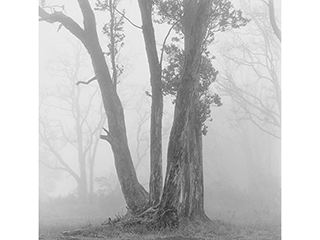Ohi'a in Mist II Kipuka Nene Volcano B.I. 1978 by Franco Salmoiraghi