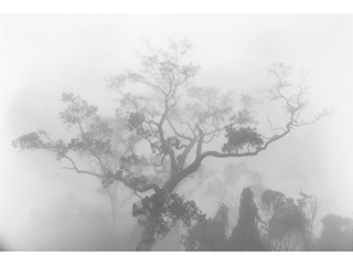 Ohi'a in Mist - Koloko Mauka B.I. 1979 by Franco Salmoiraghi