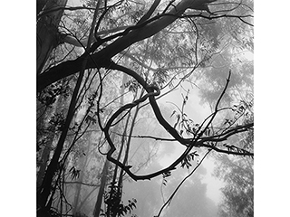 Tree Branches in Mist - Polipoli Maui 1998 by Franco Salmoiraghi