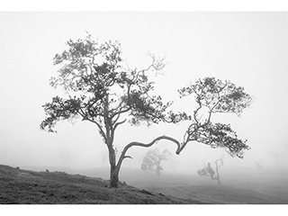 Ohi'a in Mist - Hualalai Ranch Kaupulehu B.I. 1995 by Franco Salmoiraghi