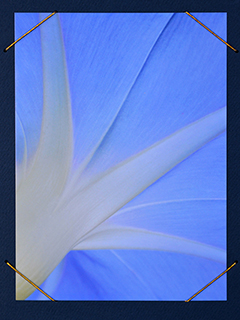 Morning Glory 1 by Bruce Behnke