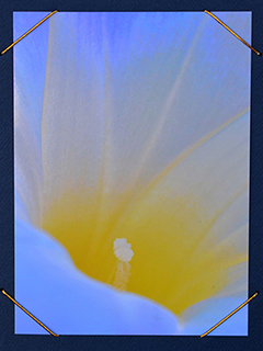 Morning Glory 2 by Bruce Behnke