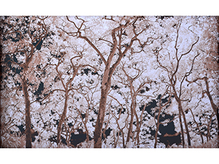 Lace Tree in Infrared by Joan  Cooke