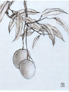 My Father's Mango by Mari Kuramochi