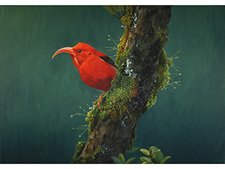 'I'iwi on Mossy Branch by Michael Furuya