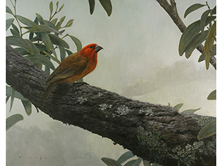 Greater Koa Finch by Michael Furuya