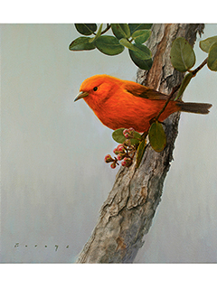 Hawai'i Akepa by Michael Furuya