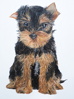 Puppy by Kelly Sueda