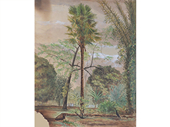Bougainville, Hilo by D. Howard Hitchcock (1861-1943)