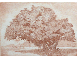 Banyan by Franki Morris