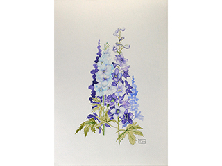 Delphinium by Martha Heppard