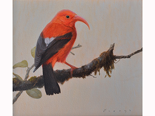 I'iwi by Michael Furuya