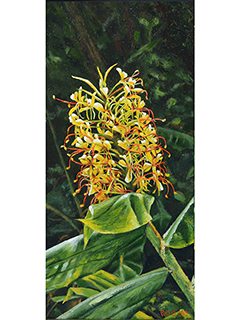 Kahili Ginger by Pati O'Neal