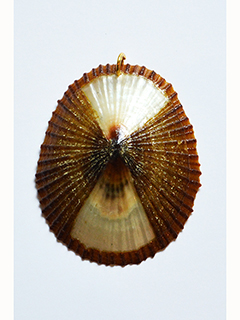 Opihi Shell Pendant #1 by Marshall Kary