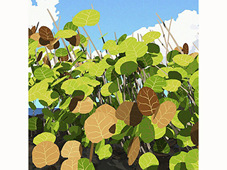 Sea Grape Study by Stephen Yuen