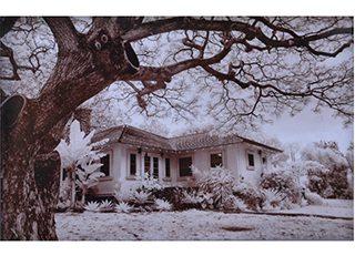 Hawaiian Home by Joan  Cooke