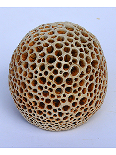 Inverted Puka Lamp #1 by Christopher Edwards