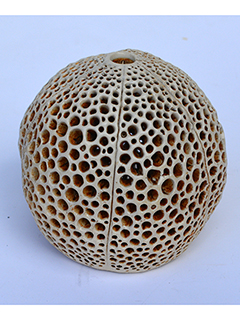 Inverted Puka Lamp #2 by Christopher Edwards