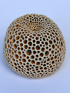 Inverted Puka Lamp #4 by Christopher Edwards